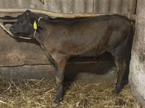 सांड, Swiss cattle