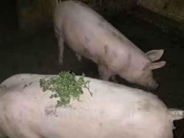 Sow, Pigs — Hungary