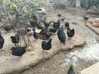 Australorp — photo 4