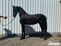 घोड़ा, Dutch warmblood horse — फ़ोटो 1