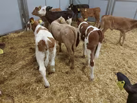 Tehén, Simmental cattle — 4. fotó