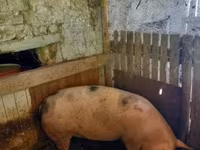 Säue, Schweine — Foto 4