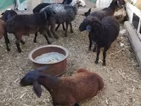 Ram, Arabi sheep — photo 4