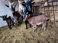 公山羊, Goats — 照片 3