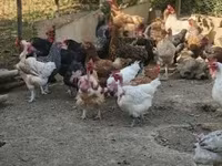 Chickens — foto 2