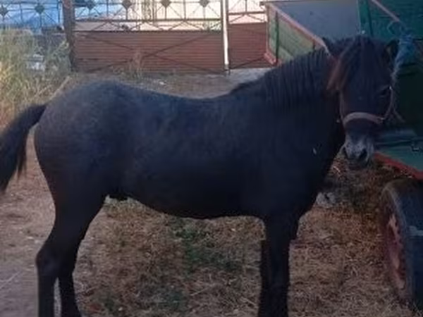 Horse (M), Horses