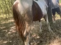 Hengst, Indian half-bred — Foto 4