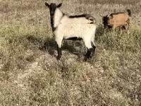 公山羊, Alpine goat — 照片 1