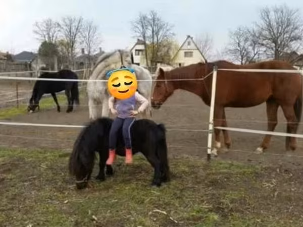 Caballo, Shetland Pony