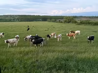 Tehén, Russian Black pied cattle — 3. fotó