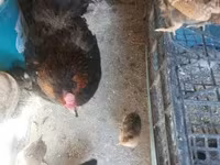 Chickens — 照片 7