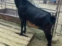 Теке, Nubian Goat — 1-сурет