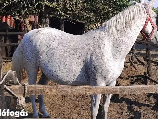 Kanca, Lipizzaner