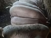 公猪, Pigs — 照片 7