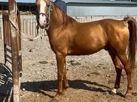 Caballo, Russian Don — foto 2