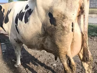 Krava, Swiss cattle — foto 4