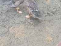 Ducks — 照片 3