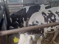 公牛, Russian Black pied cattle — 照片 1