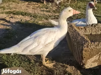Ducks — الصورة 1