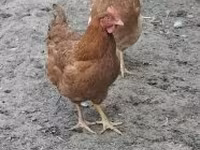gallina danesa — foto 6