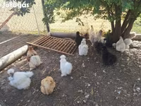 Chickens — Foto 1