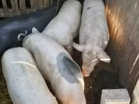 母猪, Pigs — 照片 8
