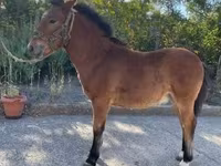 घोड़ा, Welsh Cob — फ़ोटो 1
