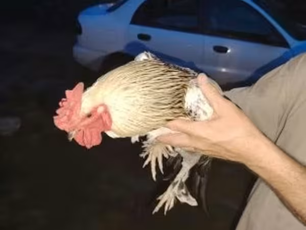 婆罗门鸡