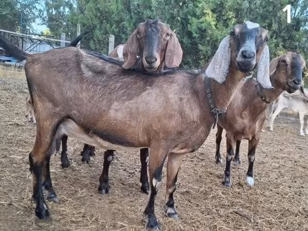 母山羊, Nubian Goat