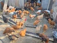 Chickens — foto 1