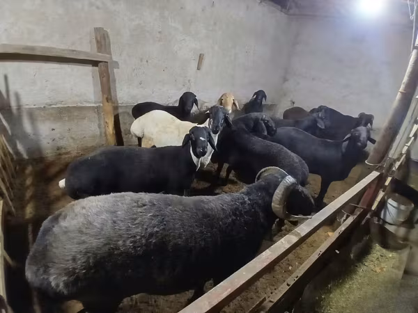 公羊, Sheep