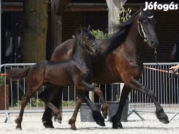 Horse (M), Friesian — Hungary