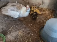 Ducks — الصورة 2