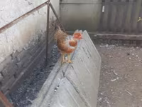 Chickens — foto 2