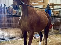 Kanca, Dutch warmblood horse — 3. fotó