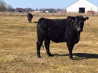 Krava, Swiss cattle — foto 3