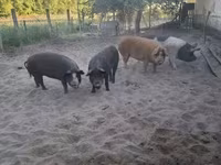 Boar, Pigs — photo 2