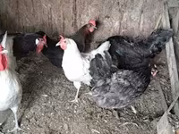 डेनिश हेन — फ़ोटो 2