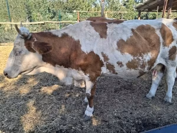 Cow, Limousin cow — Hungary