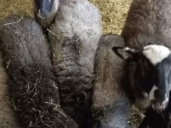 Kos, Romanov sheep