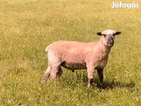 Kos, Shroshire sheep — 5. fotó