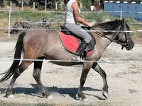 Mare, Polish pony — photo 1