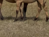 Horse (M), Bashkir horse — photo 5