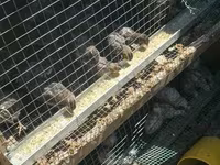 Quails — zdjęcie 2