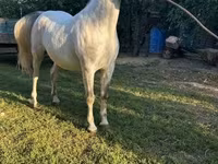 Hengst, Lipizzaner — Foto 5