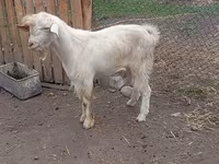 Bak, Saanen goat — 4. fotó