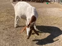 母山羊, Boer goat — 照片 2