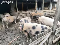 猪（批次，未指定性别）, Pigs — 照片 3