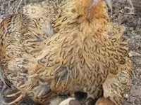 Chickens — photo 8