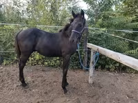 Cheval, Chevaux — photo 4